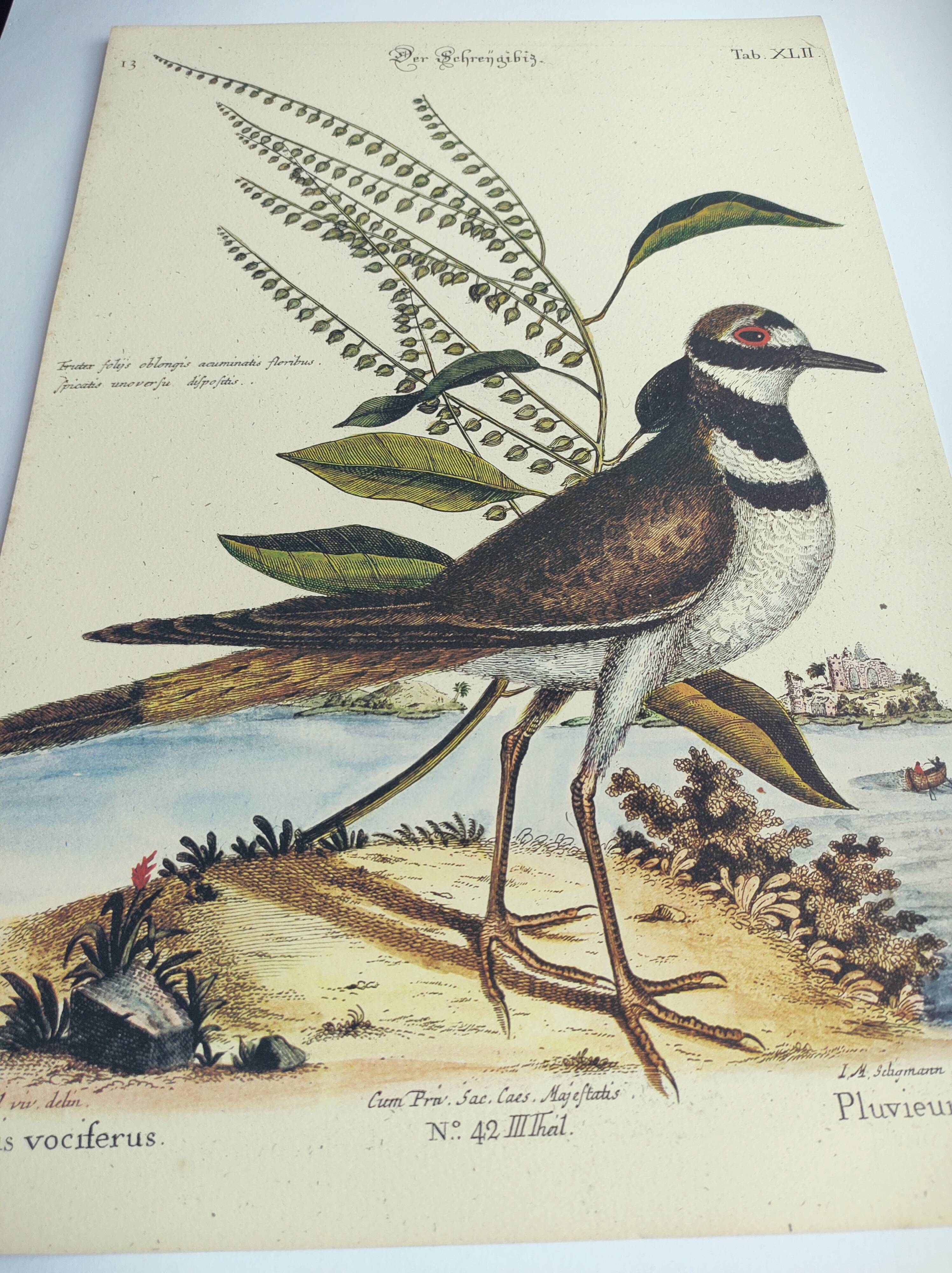 Old bird engraving - Screaming Plover - Zoological plate by Seligmann & Catesby
