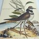 Old bird engraving - Screaming Plover - Zoological plate by Seligmann & Catesby