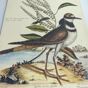 Old bird engraving - Screaming Plover - Zoological plate by Seligmann & Catesby