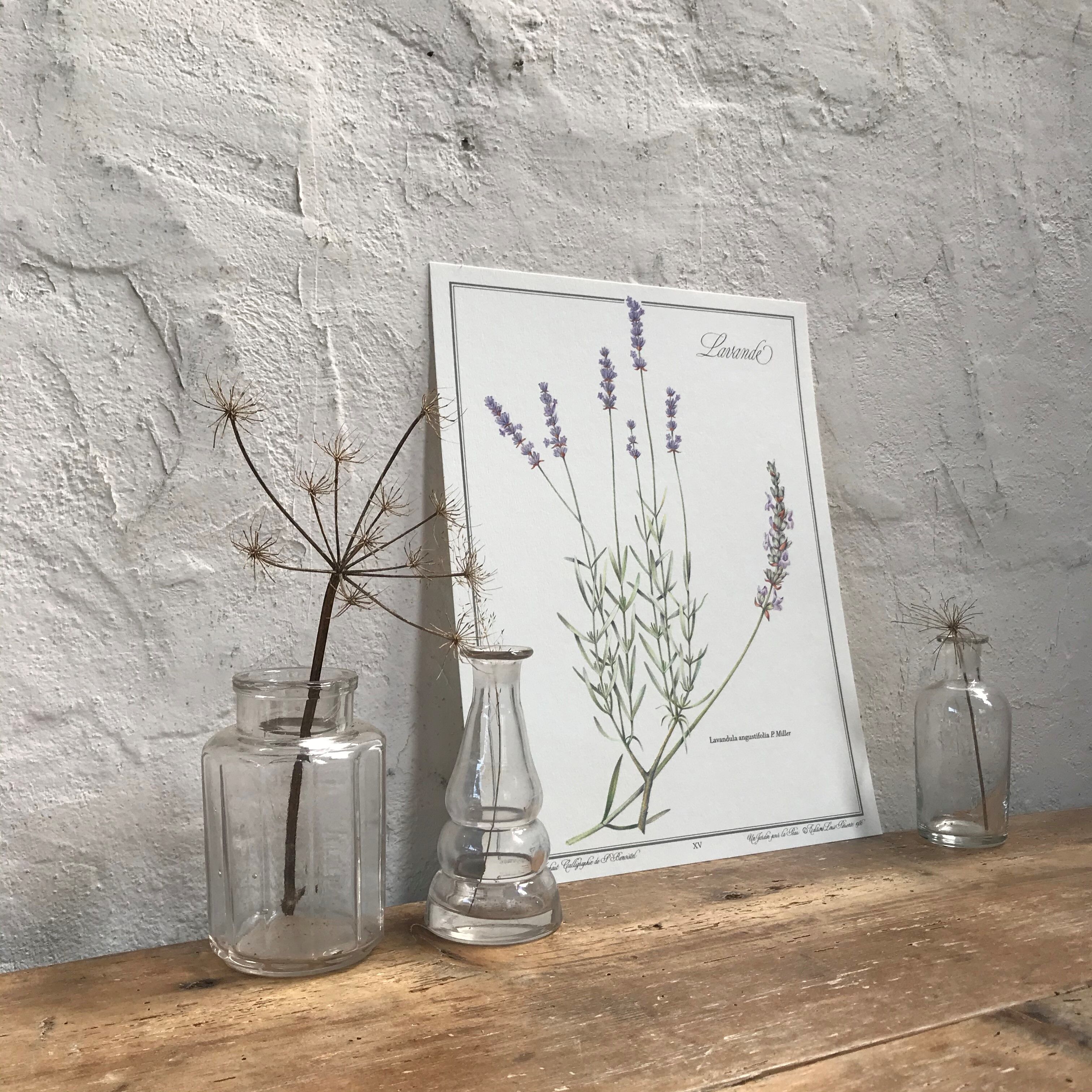 Lavender botanical poster