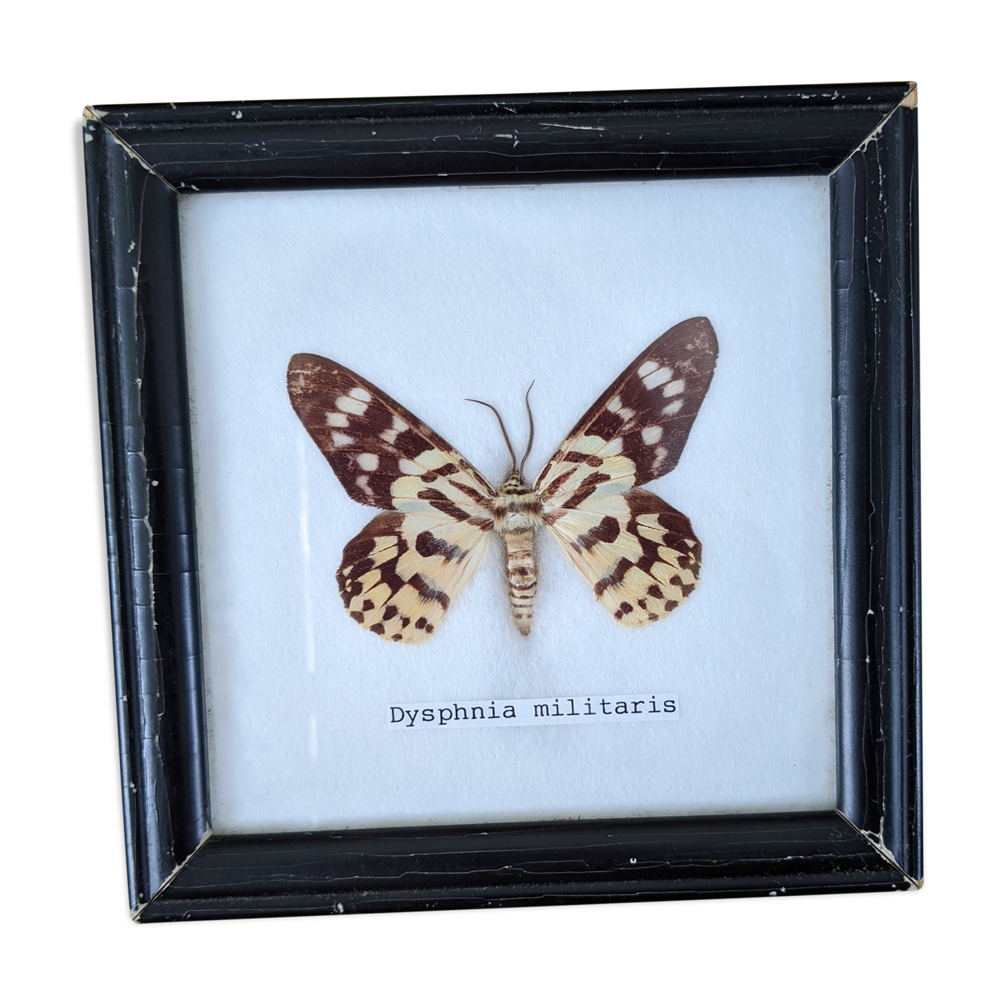 Naturalized Butterfly