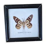 Naturalized Butterfly