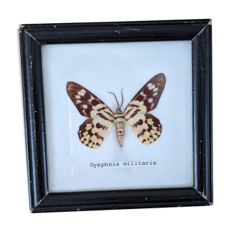 Naturalized Butterfly