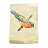 Large old watercolor depicting a blue red and green bird on a branch