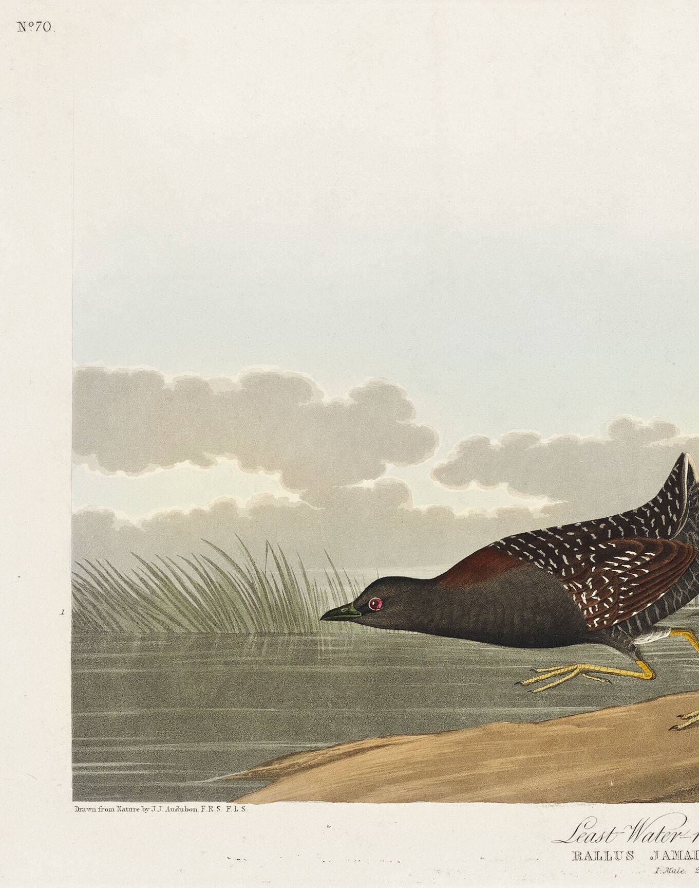 Poster about the Jamaican Rail, after an old engraving from 1827.