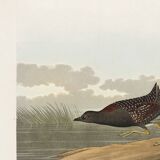 Poster about the Jamaican Rail, after an old engraving from 1827.