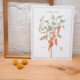 Botanical plank Sweet pepper