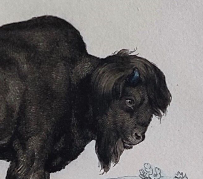 Planche zoologique originale de 1839 " Buffle, Bison"