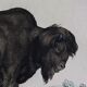 Planche zoologique originale de 1839 " Buffle, Bison"