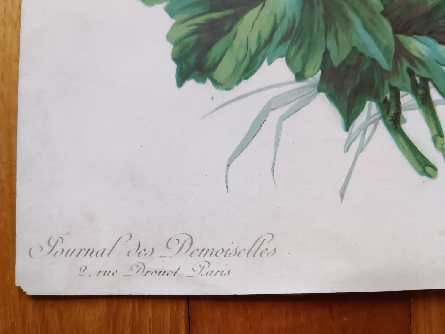 Lithographie Roses trémières