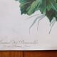 Lithograph Hollyhocks