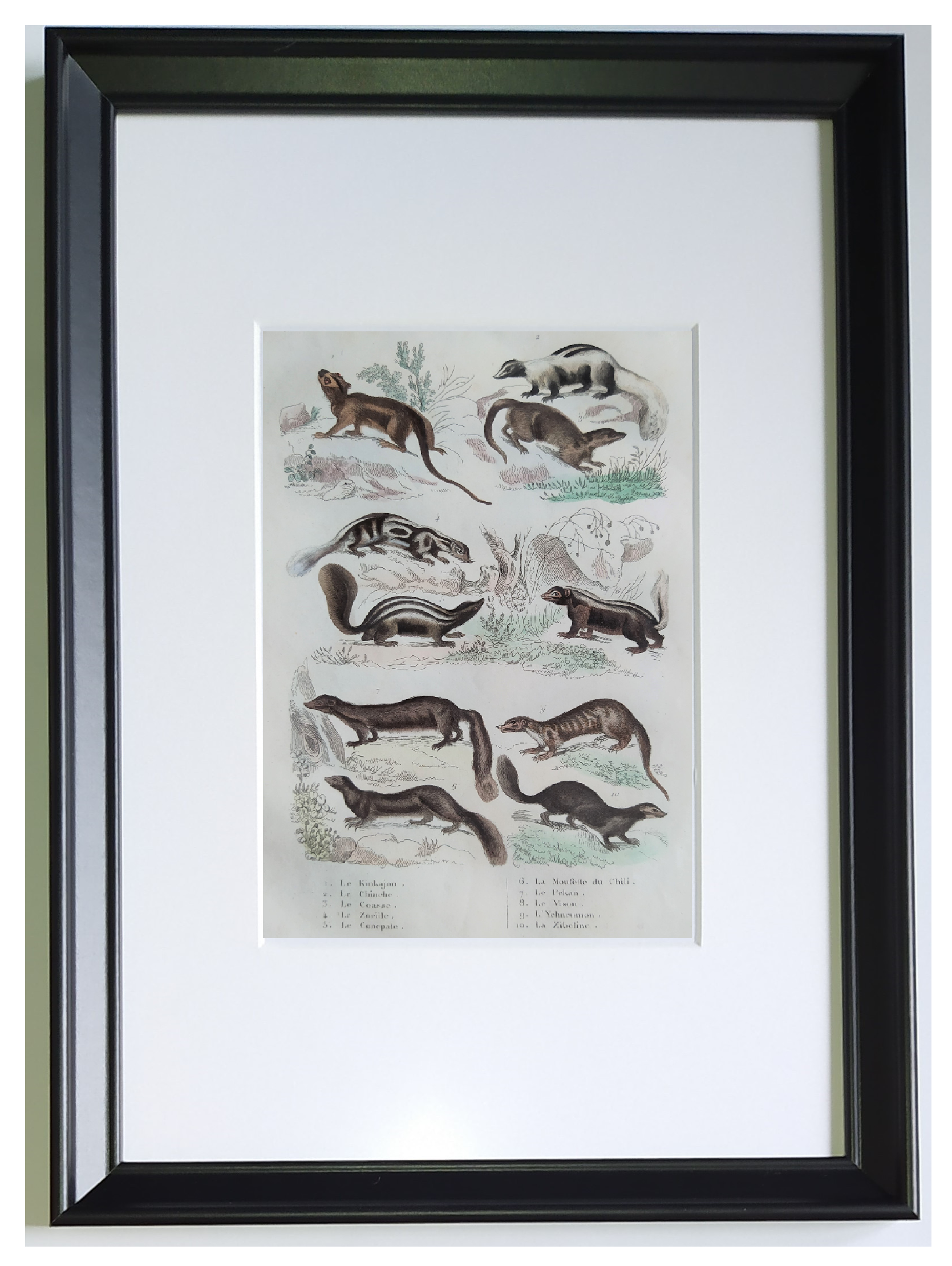 Original zoological plate " Kinkajou - Chinche - Coasse - &c... " Buffon (1836)