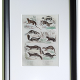 Original zoological plate " Kinkajou - Chinche - Coasse - &c... " Buffon (1836)
