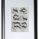 Original zoological plate " Kinkajou - Chinche - Coasse - &c... " Buffon (1836)