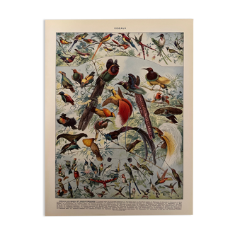 Lithographie gravure sur les oiseaux de paradis de 1928