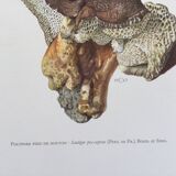 Botanical Illustration Polypore Mushroom Vintage Print 60s