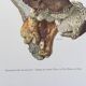Botanical Illustration Polypore Mushroom Vintage Print 60s