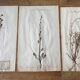 Set of 3 herbarium boards Deyrolle 19th century