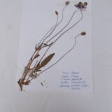 Set of 6 herbarium boards