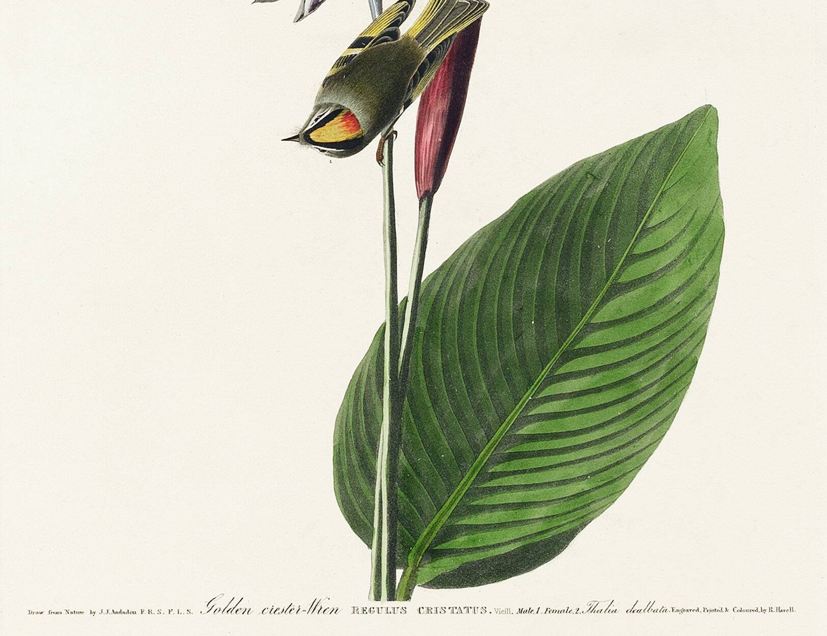 Poster about the Goldcrest, after an old engraving from 1827.