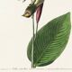 Poster about the Goldcrest, after an old engraving from 1827.