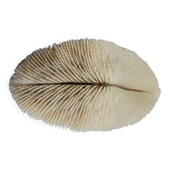 Petit corail blanc de type Fungia Scutaria à lamelles dit « coussin de requin ».