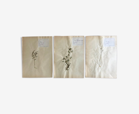 Lot de 3 planches d’herbier