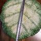 Vintage Signed GV Ceramic Barbotine Cabbage Leaf