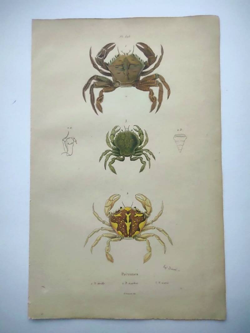 Antique engravings from 1839 - Portune crabs - Hand-colored plate