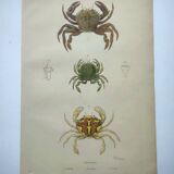 Gravures ancienne de 1839 -Crabes Portunes- Planche coloriée à la main