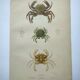 Antique engravings from 1839 - Portune crabs - Hand-colored plate