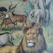 Antique engraving 1909 - Savannah fauna and animals. African lithograph