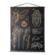 Vintage Biology Plate by Doctor Auzoux [The Cicada]