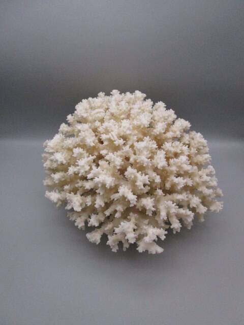 Large old white coral - 2.5kg