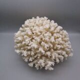 Large old white coral - 2.5kg