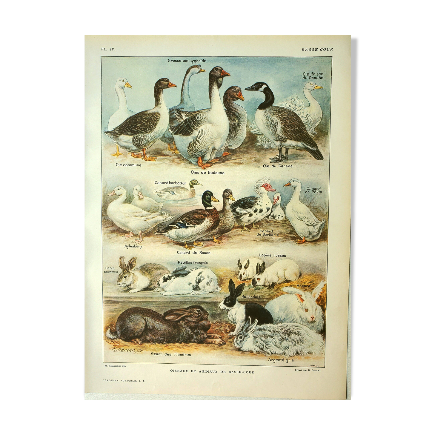 Antique engraving 1921 by Dessertenne - Farmyard animals 1 - Lithograph