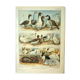 Antique engraving 1921 by Dessertenne - Farmyard animals 1 - Lithograph