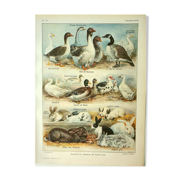 Antique engraving 1921 by Dessertenne - Farmyard animals 1 - Lithograph