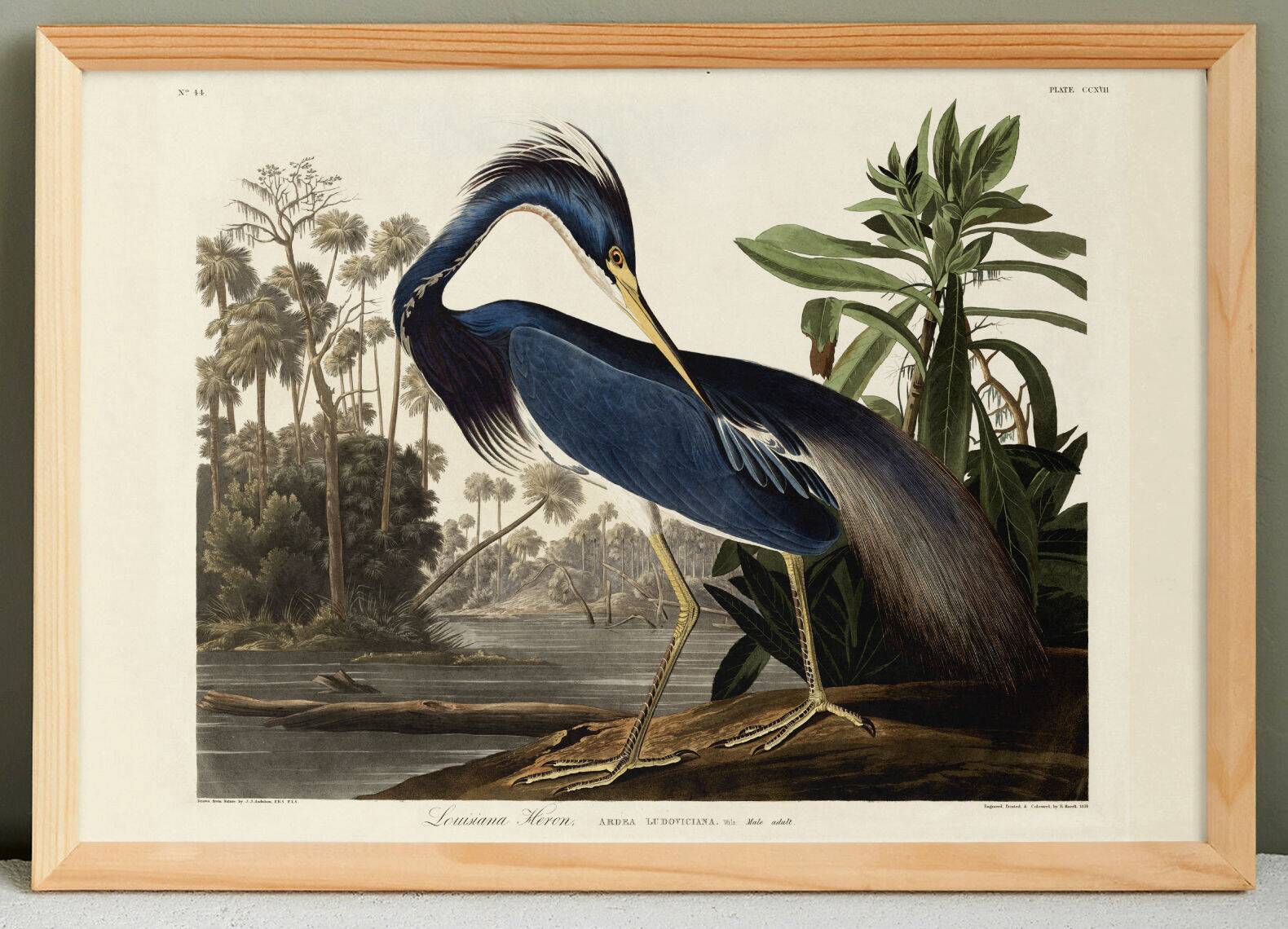 Poster on the Tricolour Heron, based on an old engraving from 1827.