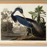 Poster on the Tricolour Heron, based on an old engraving from 1827.