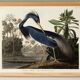 Poster on the Tricolour Heron, based on an old engraving from 1827.