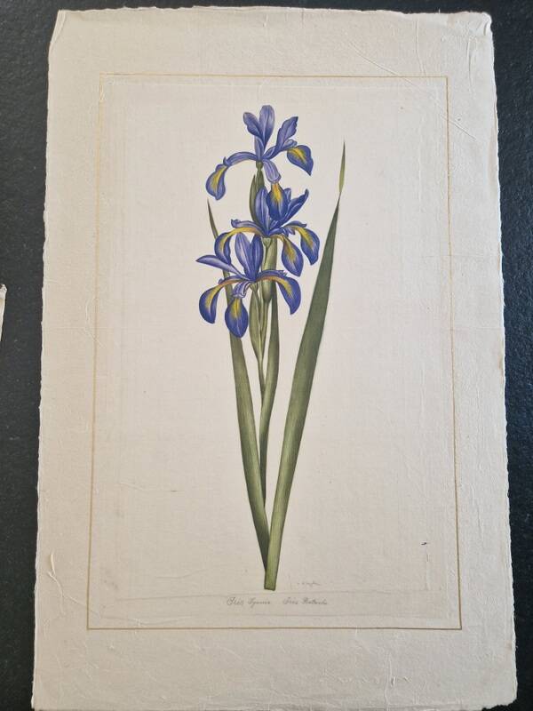 La Roche Laffitte (Born in 1943) - Watercolour drawing on silk - Iris
