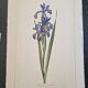 La Roche Laffitte (Born in 1943) - Watercolour drawing on silk - Iris