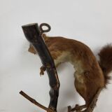 Stuffed and stuffed squirrel Taxidermy