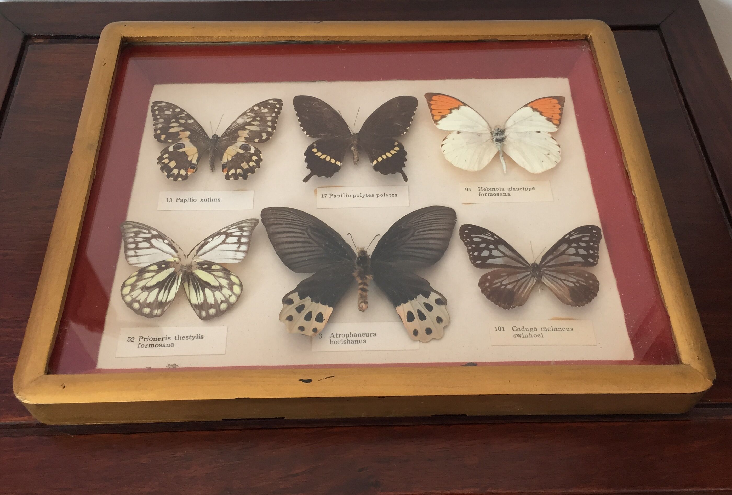 Frame of six naturalized butterflies