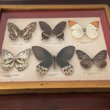 Frame of six naturalized butterflies