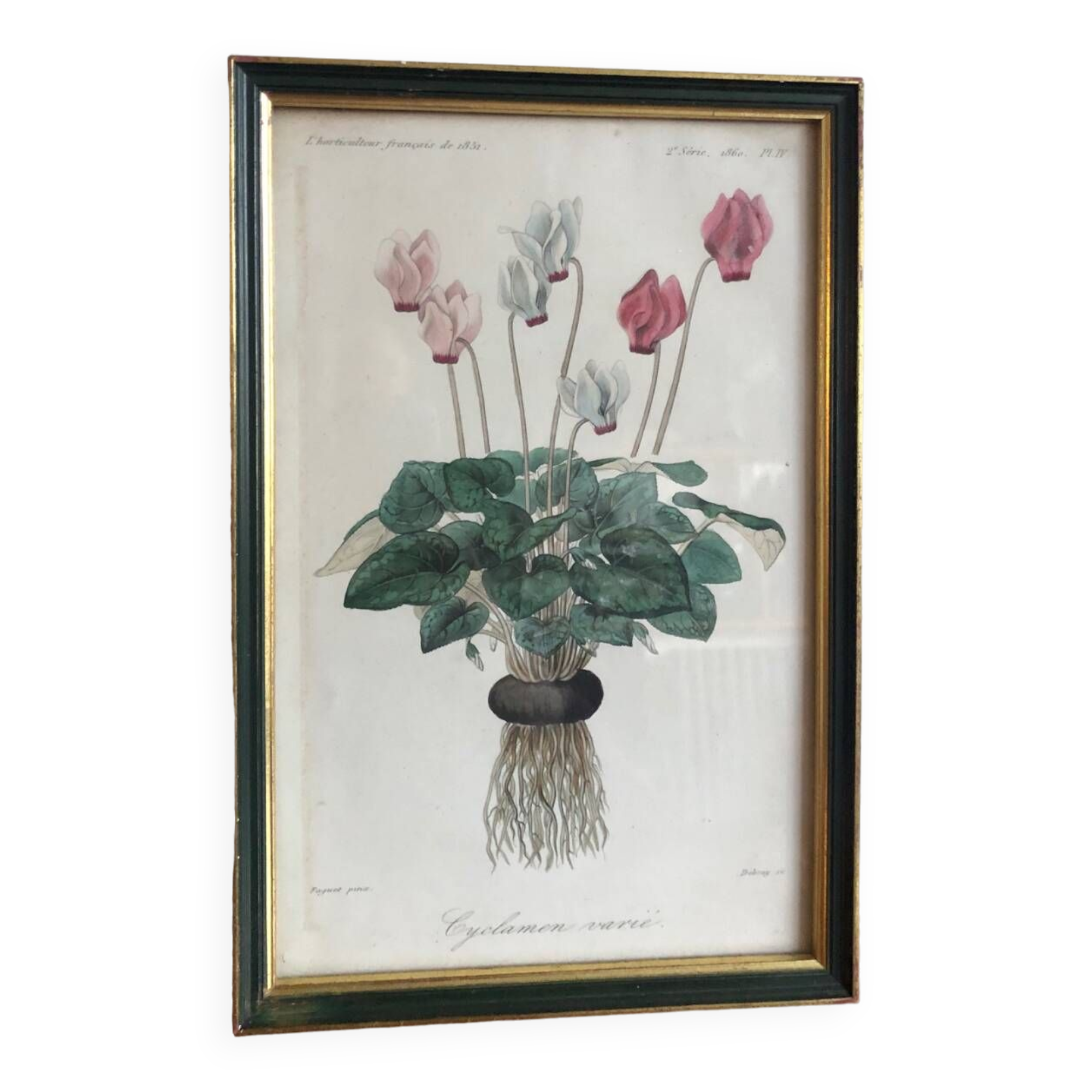 Vintage botanical illustration