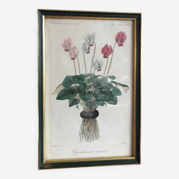 Vintage botanical illustration