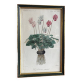 Vintage botanical illustration
