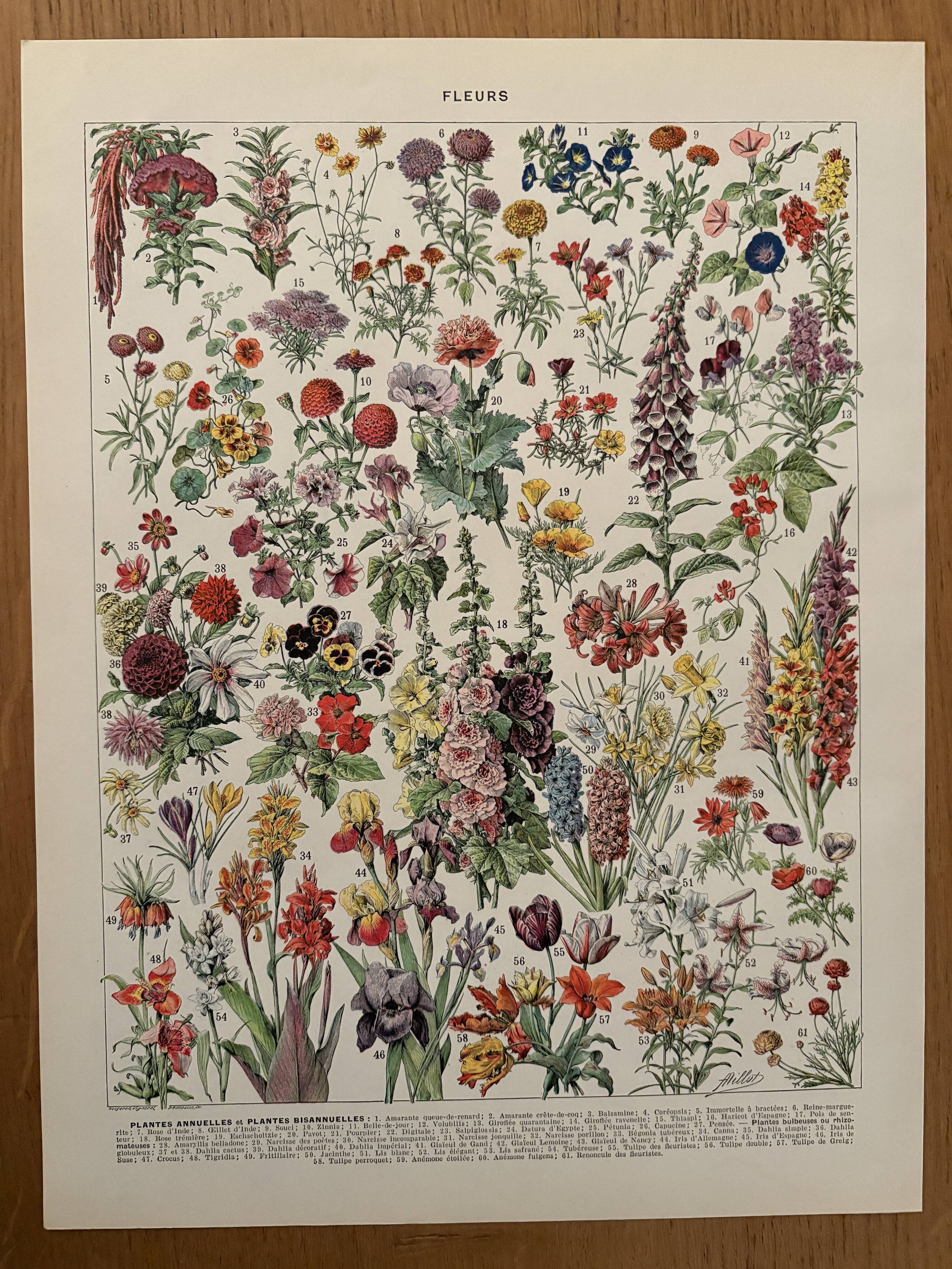 Vintage illustrated plate of flowers (annuals and biennials) – 1930
